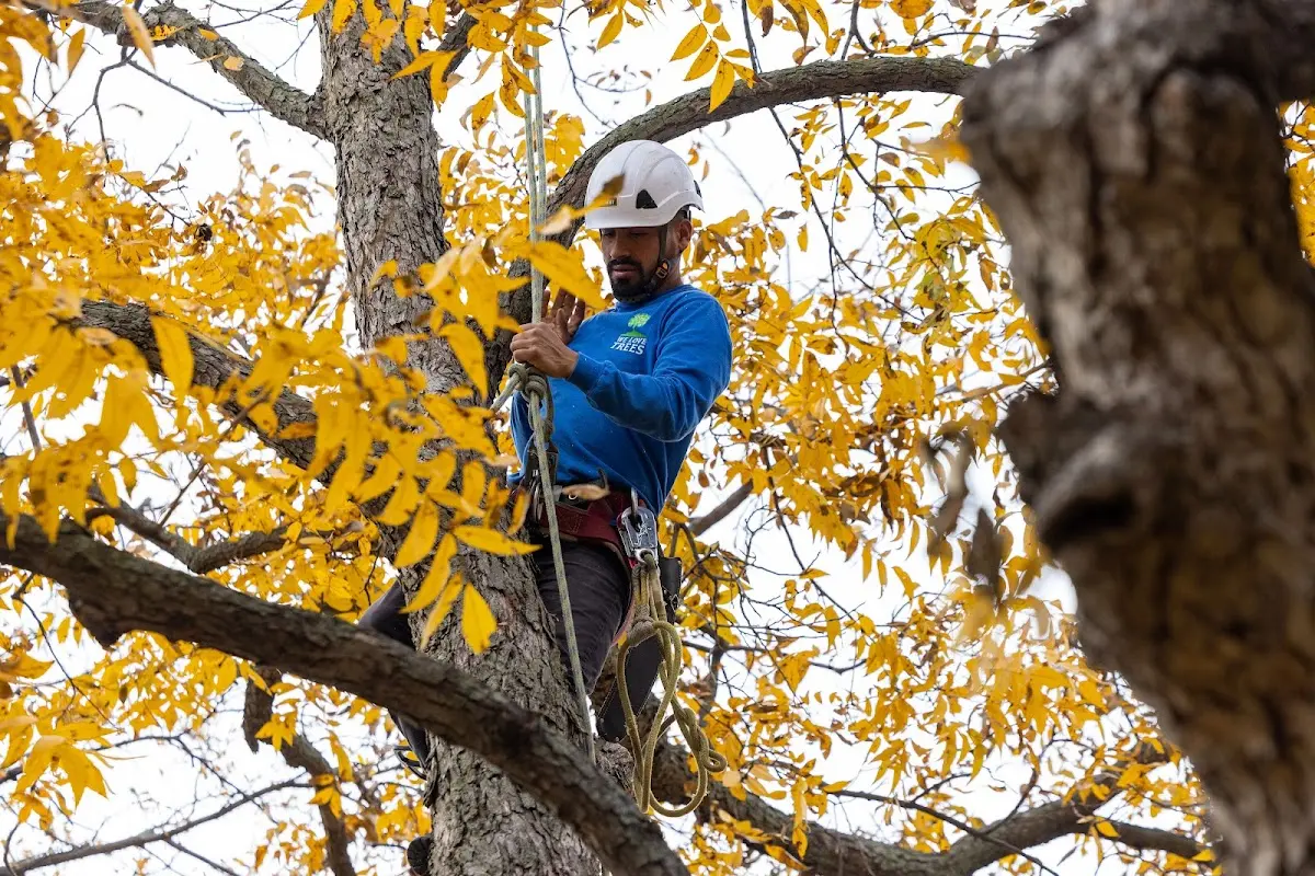 Skilled Tree Trimming crew working in Hume